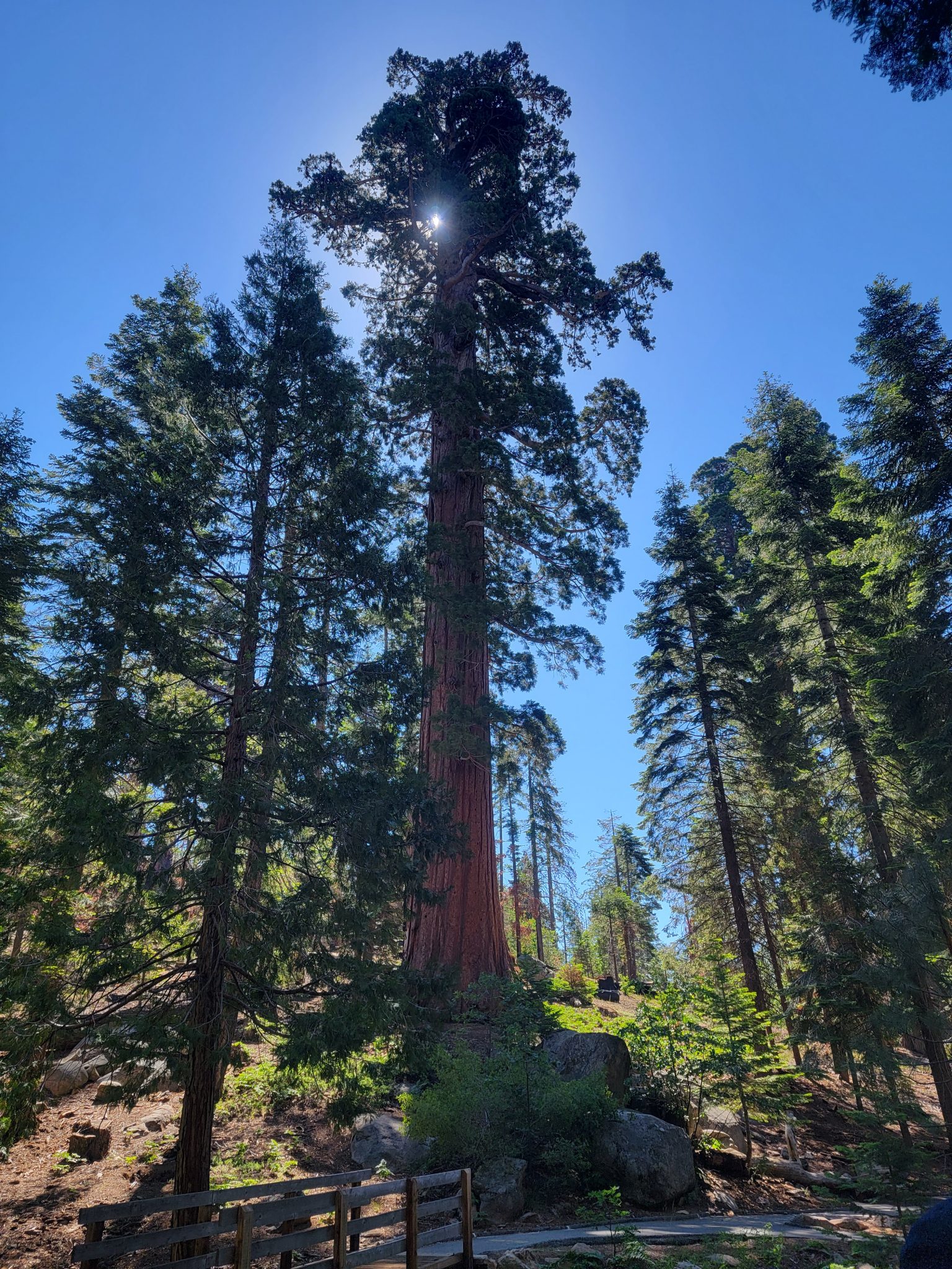 RAP 5 SiteSequoia National Forest Environment for the Americas