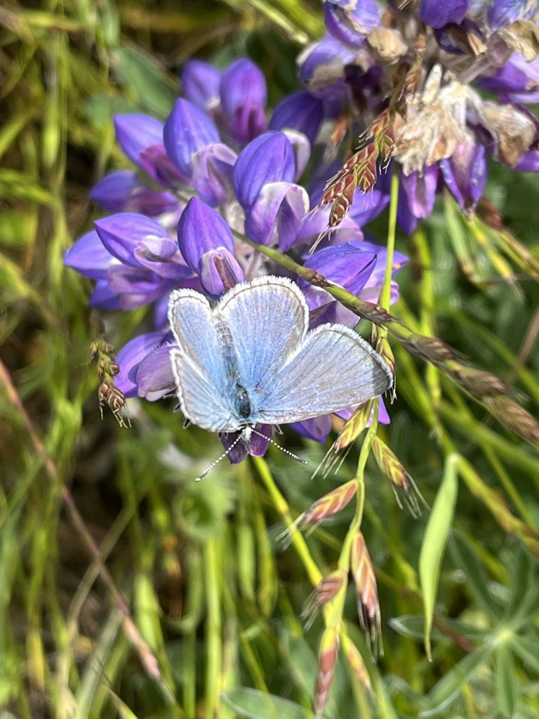 Flying Purple & Blue Butterflies Up Patch, Butterfly Patches