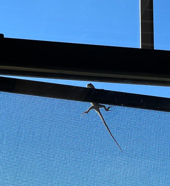 Lizard holding on by two arms hanging on to window screen