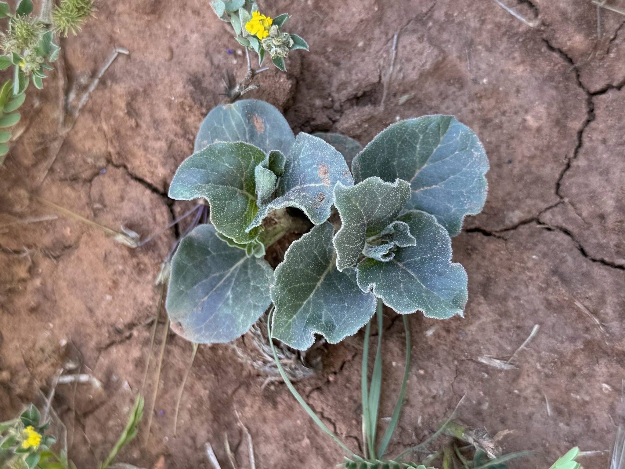 Zizote milkweed found in Texas