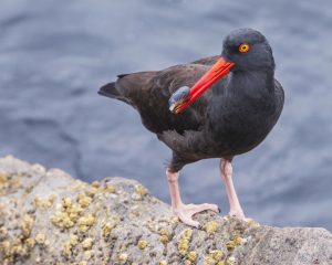 Black Oyster Catcher foraging for mussels.