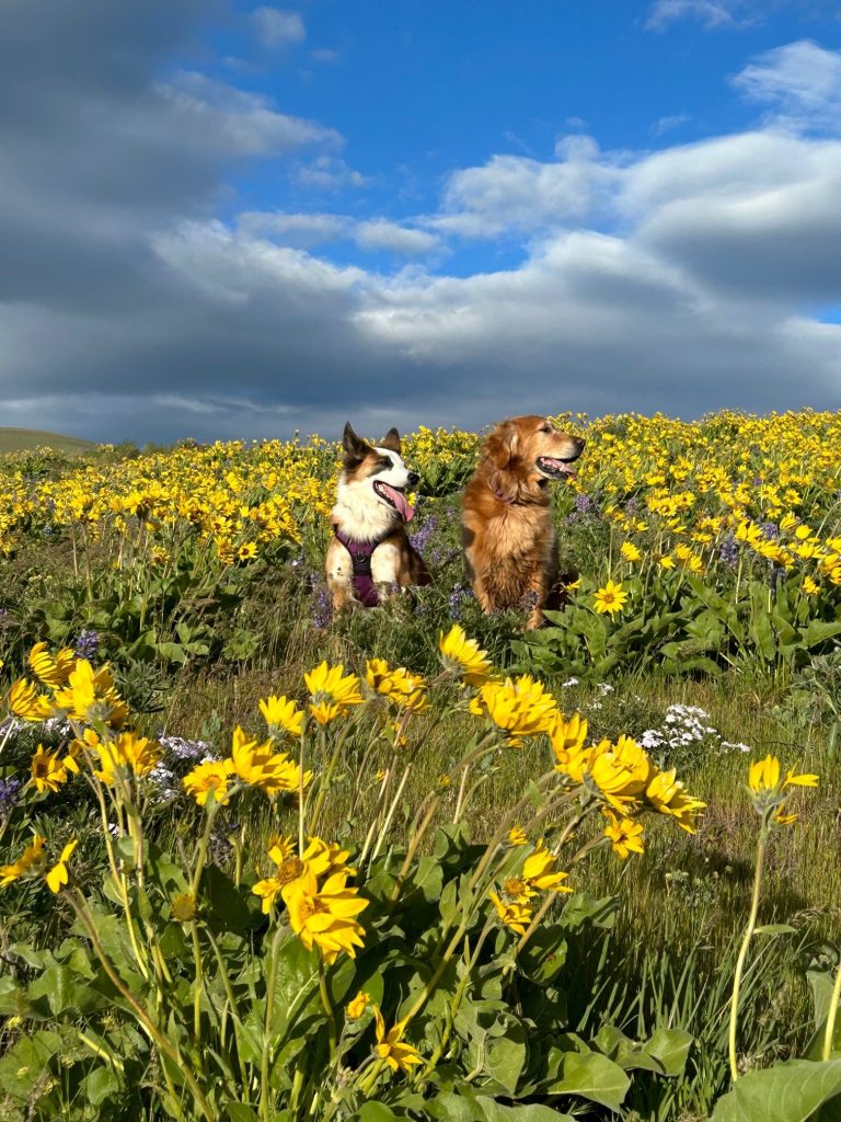 Beautiful view of Why Do Dogs Steal Wildflowers
