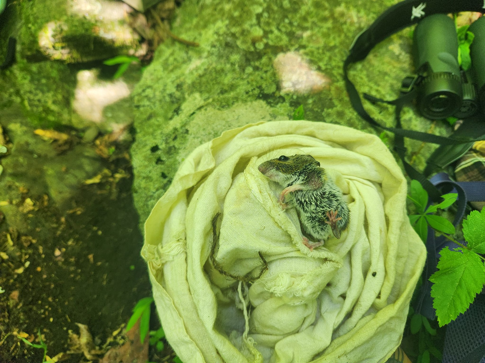 Trapping Small Mammals - Wildlife FS Work - Environment for the Americas