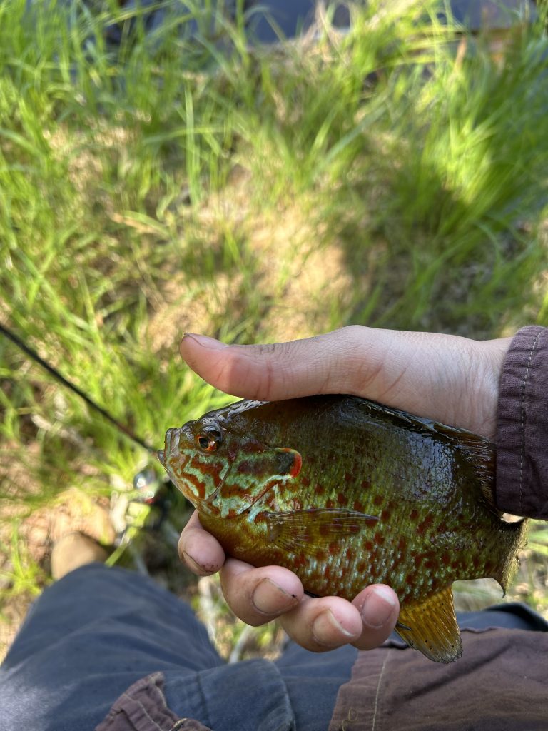 Beautiful pumpkinseed sunfish caught in Lower Hadlock Pond showing vibrant coloring from clean water and healthy diet