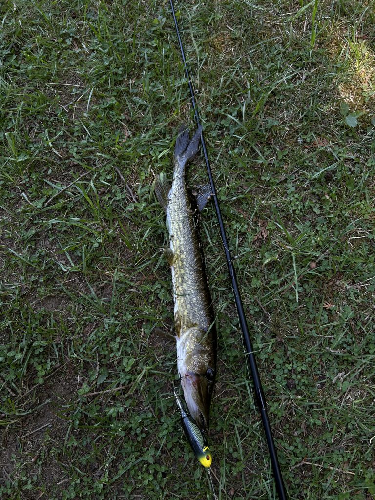 First pickerel catch at Lake Wood in Acadia National Park showing the aggressive predator species