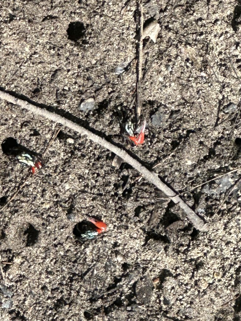 Watermelon seed crabs