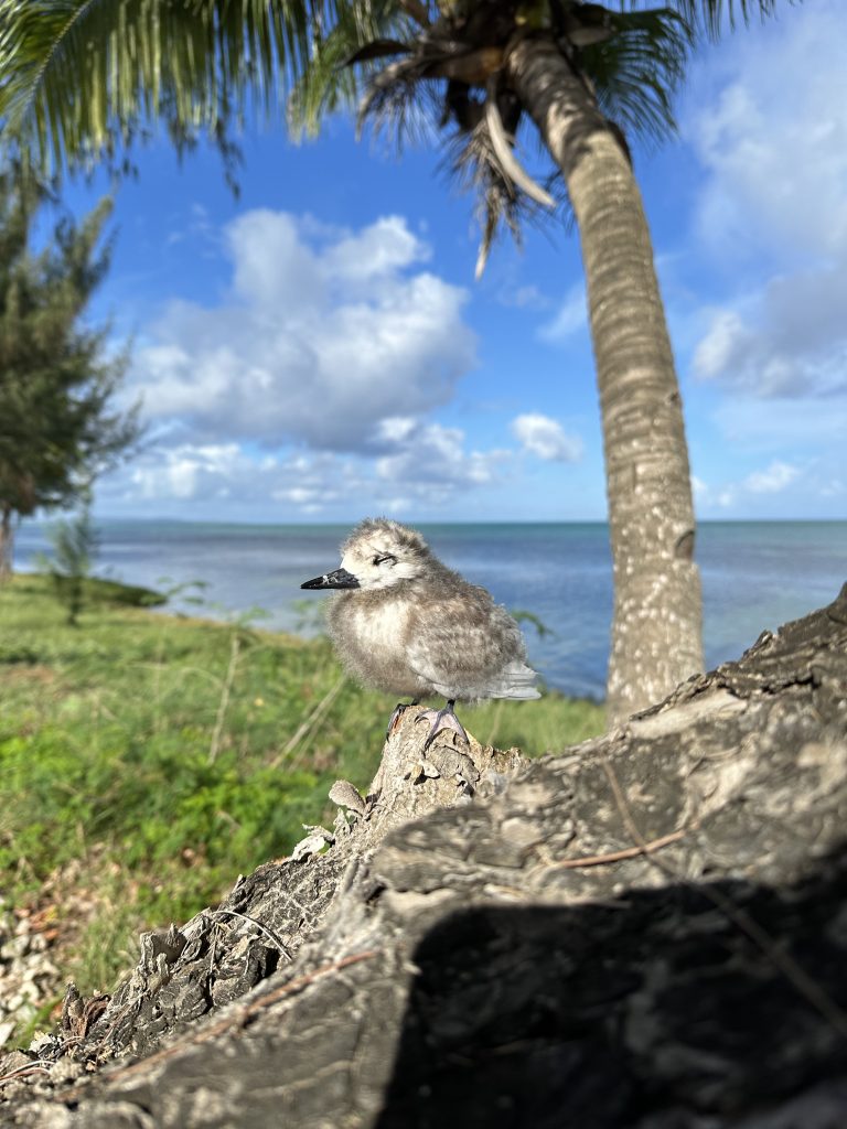 Baby fairy-tern