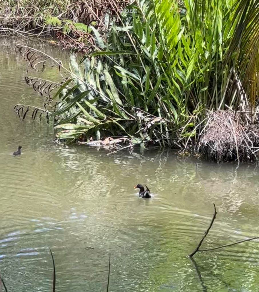 Common Moorhen
