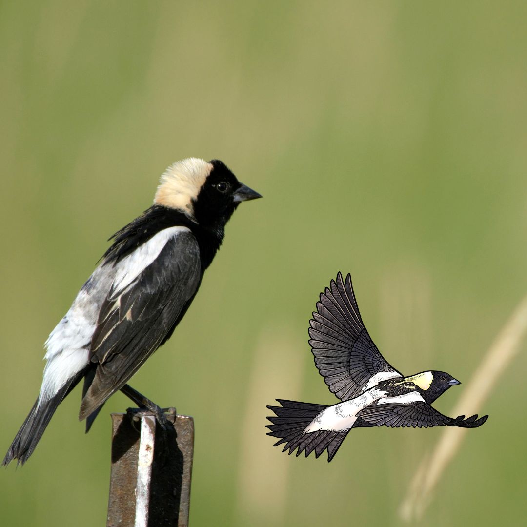 A bobolink perched on a fence post in American grassland, alongside an illustration of a bobolink in flight by World Migratory Bird Day 2024 artist @annarosepaints.