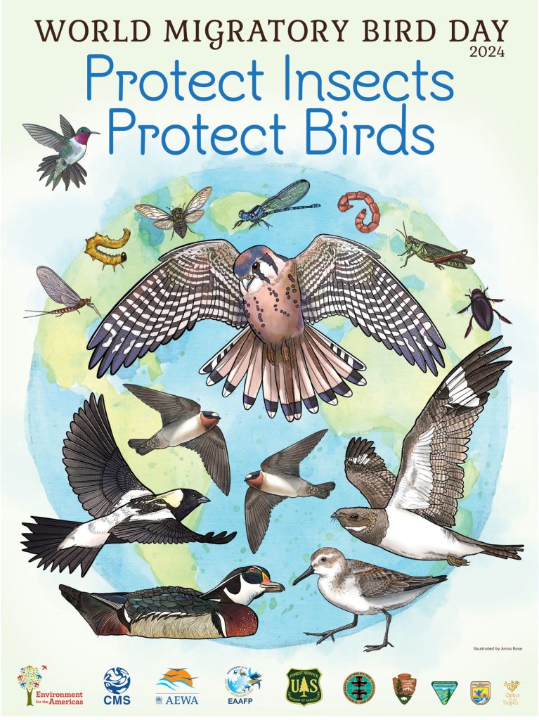 A poster for World Migratory Bird Day 2024 with the slogan "Protect Insects to Protect Birds." It features illustrations of various birds set against a watercolor globe backdrop, with logos of partner organizations and sponsors at the bottom.