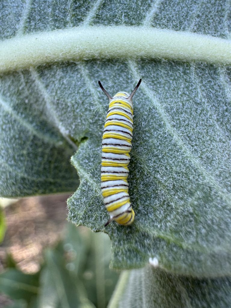 A monarch butterfly caterpillar with yellow, black, and white stripes resting on a milkweed leaf.