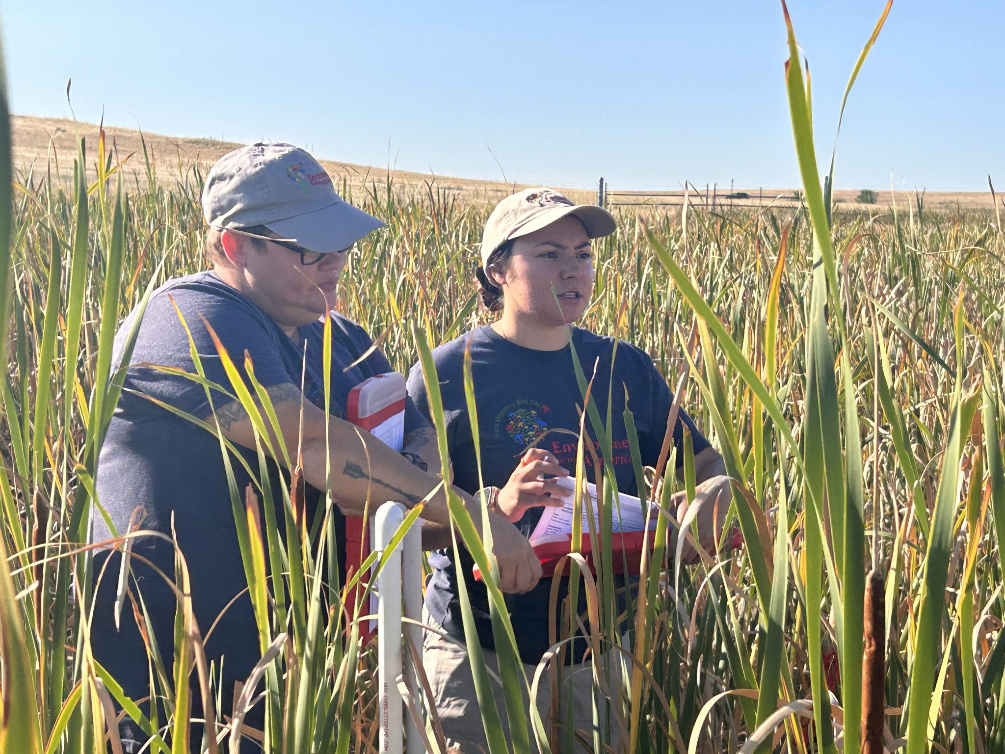 monarch interns surveying habitat in a sunny Midwest field, surrounded by tall grasses.