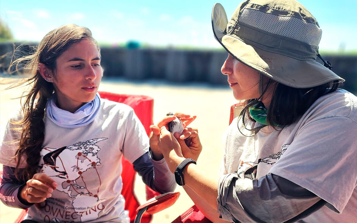 Two groups of people working together on a bird conservation project.