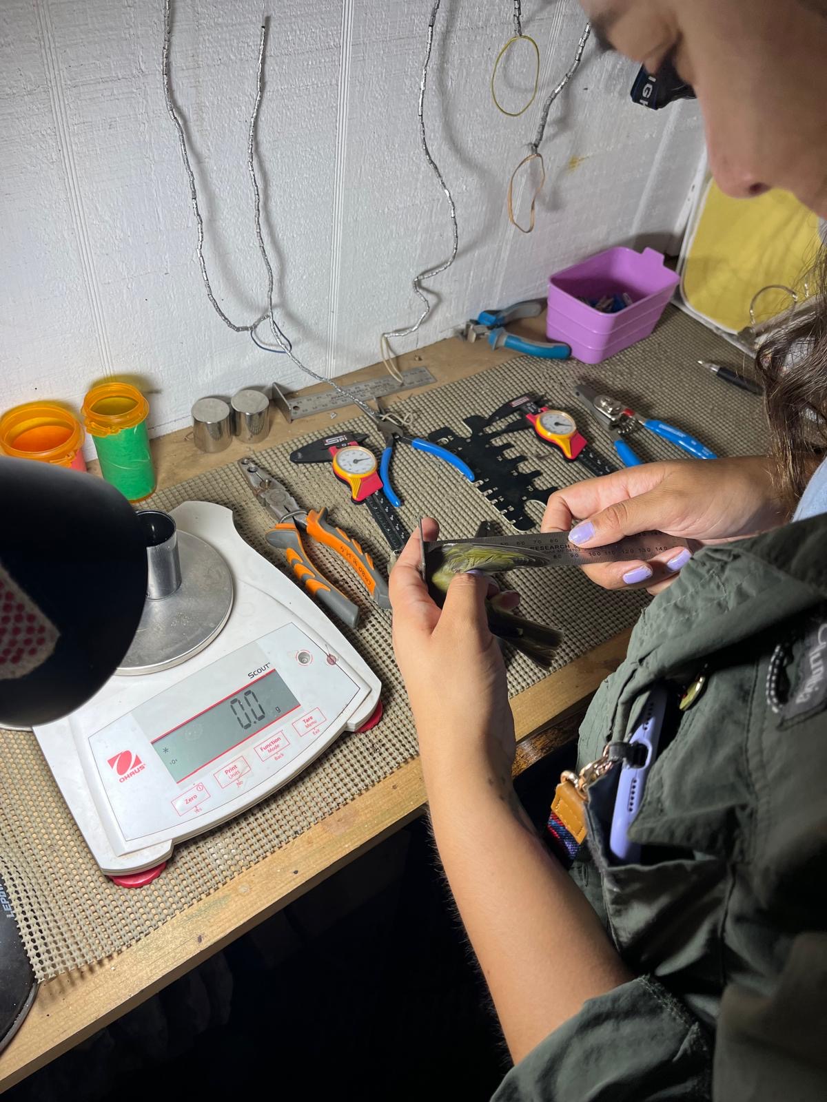 A woman, María Jesús Sepúlveda Mallea, holding a small bird at a bird banding station. Measuring tools, a scale, and other bird banding equipment are visible on the bench.