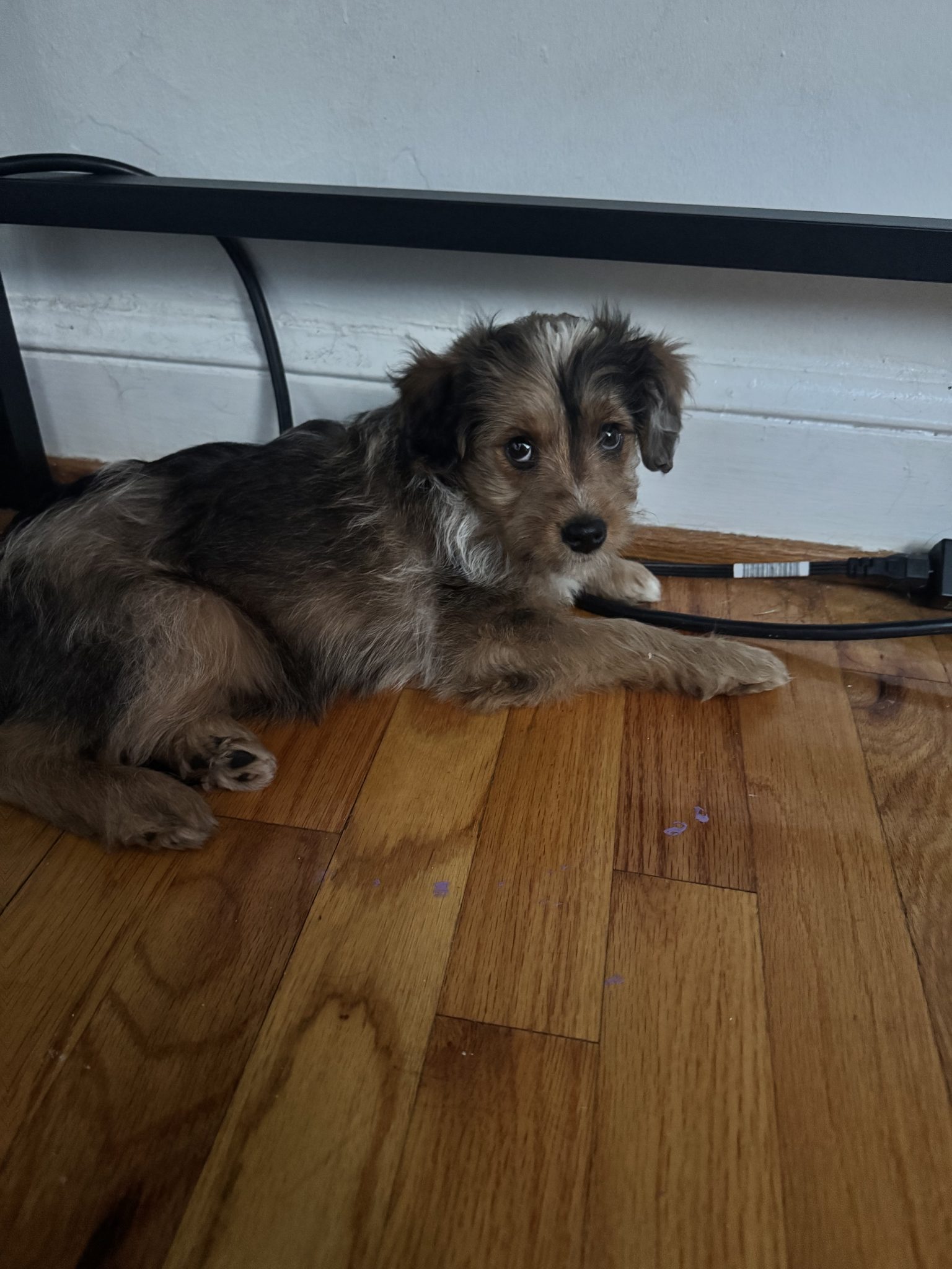 puppy