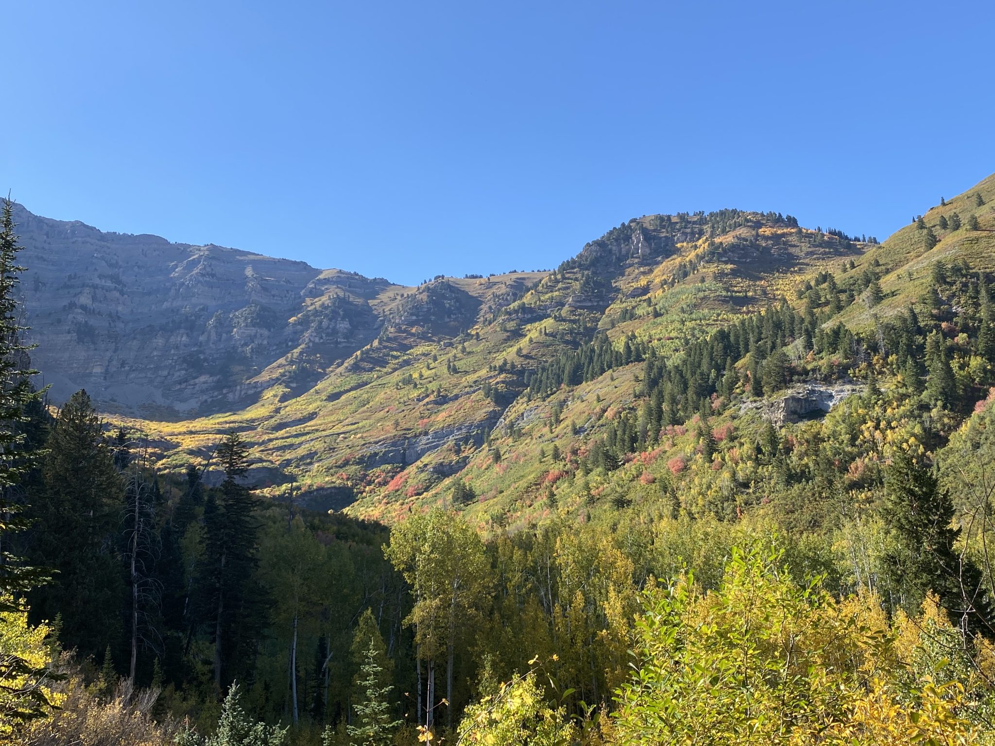 Scenic overview of mountain and fall foliaged trees