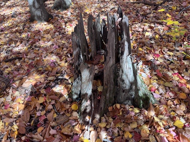 Field Season in the Fall - Environment for the Americas