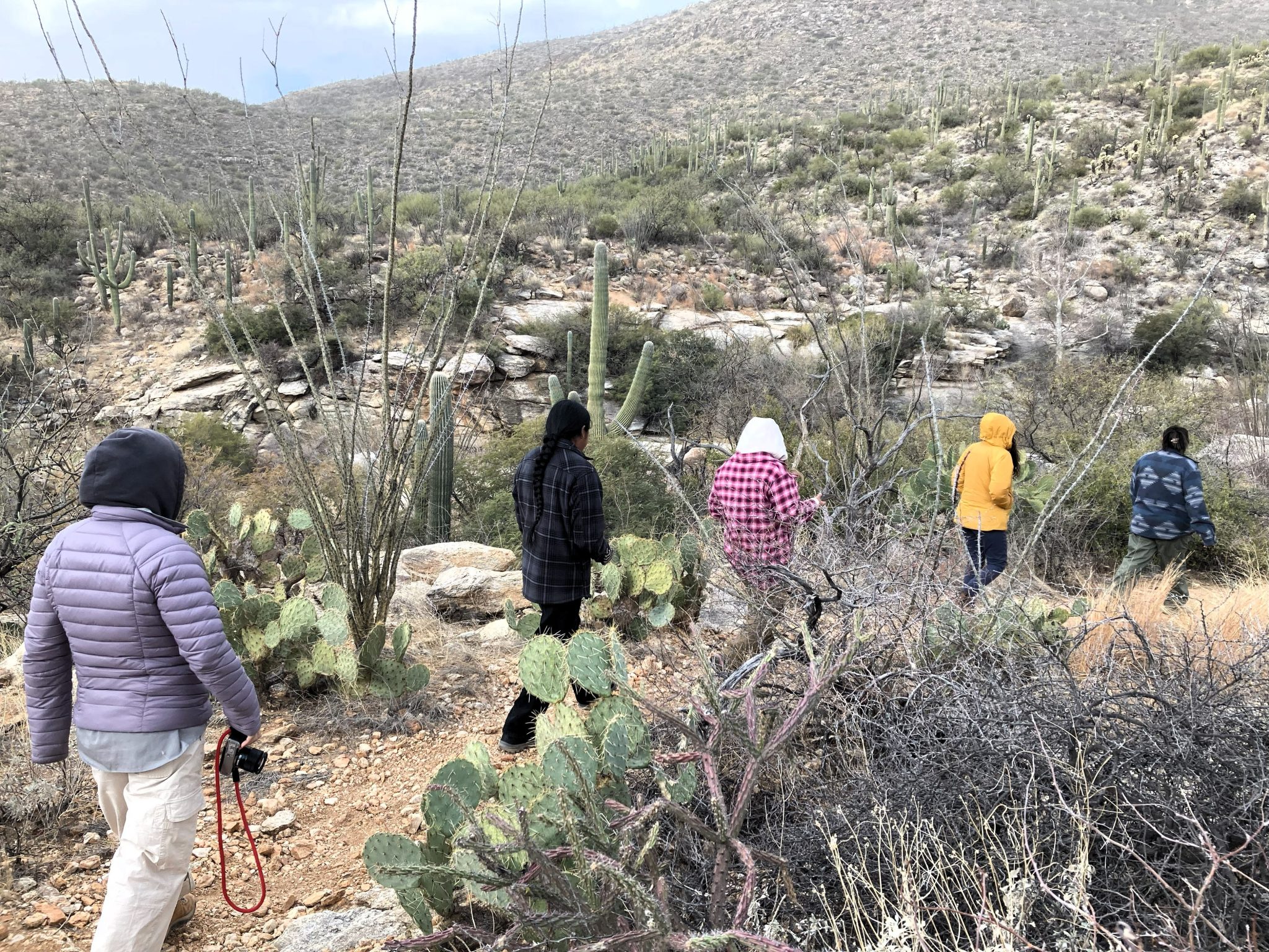 A group of interns hike through Saguaro National Park, admiring the towering cacti and desert landscape.