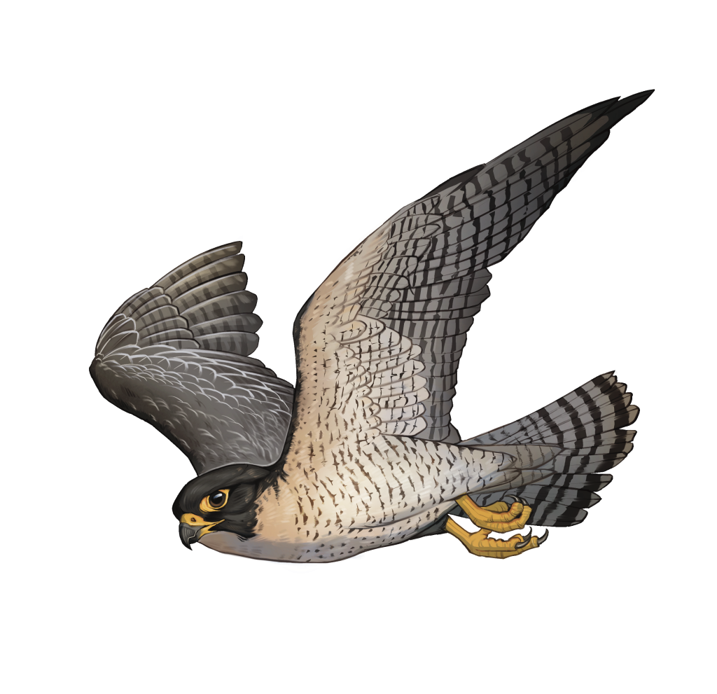 Who Is Faster Hummingbird Or Peregrine Falcon