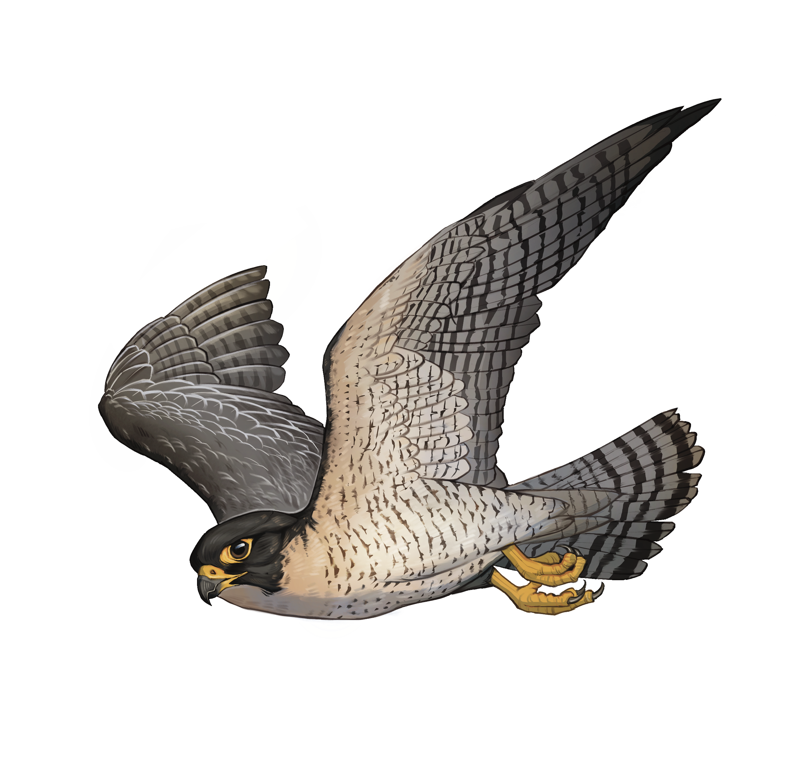 Who Is Faster Hummingbird Or Peregrine Falcon