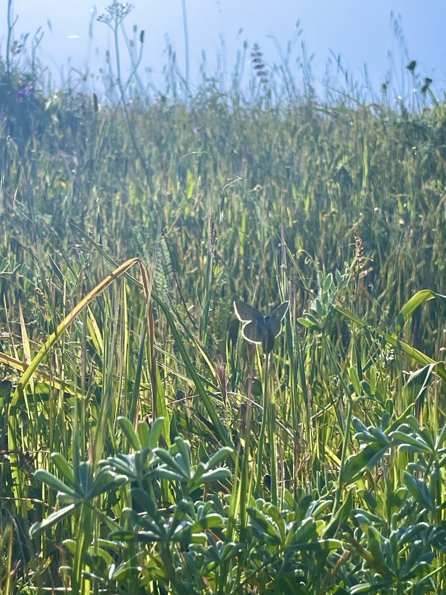 Chasing Butterflies - Environment for the Americas