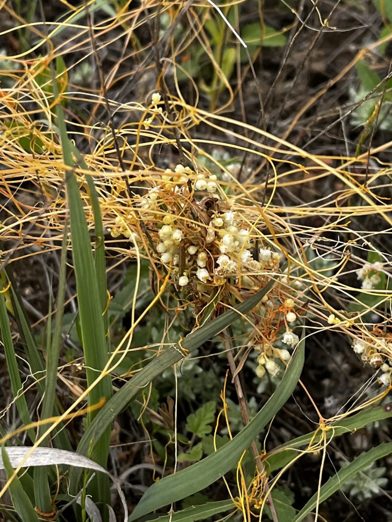 Dodders on Milkweed: The Parasitic Plant that Hijacks the Plot -  Environment for the Americas