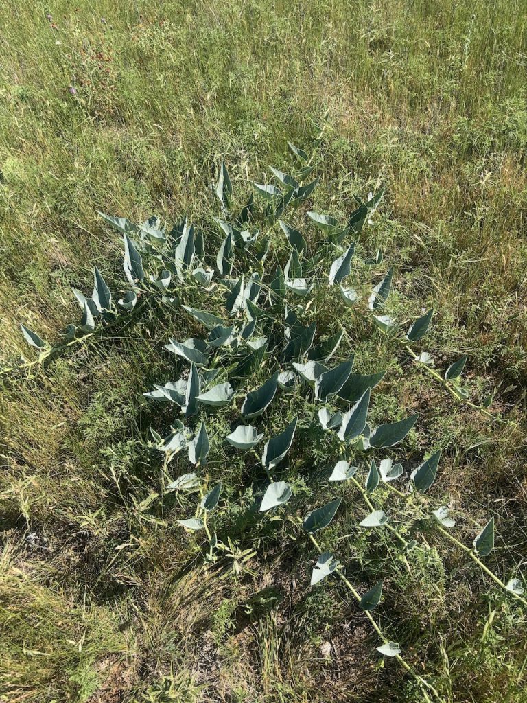 Forageable Plants of West Texas - Environment for the Americas