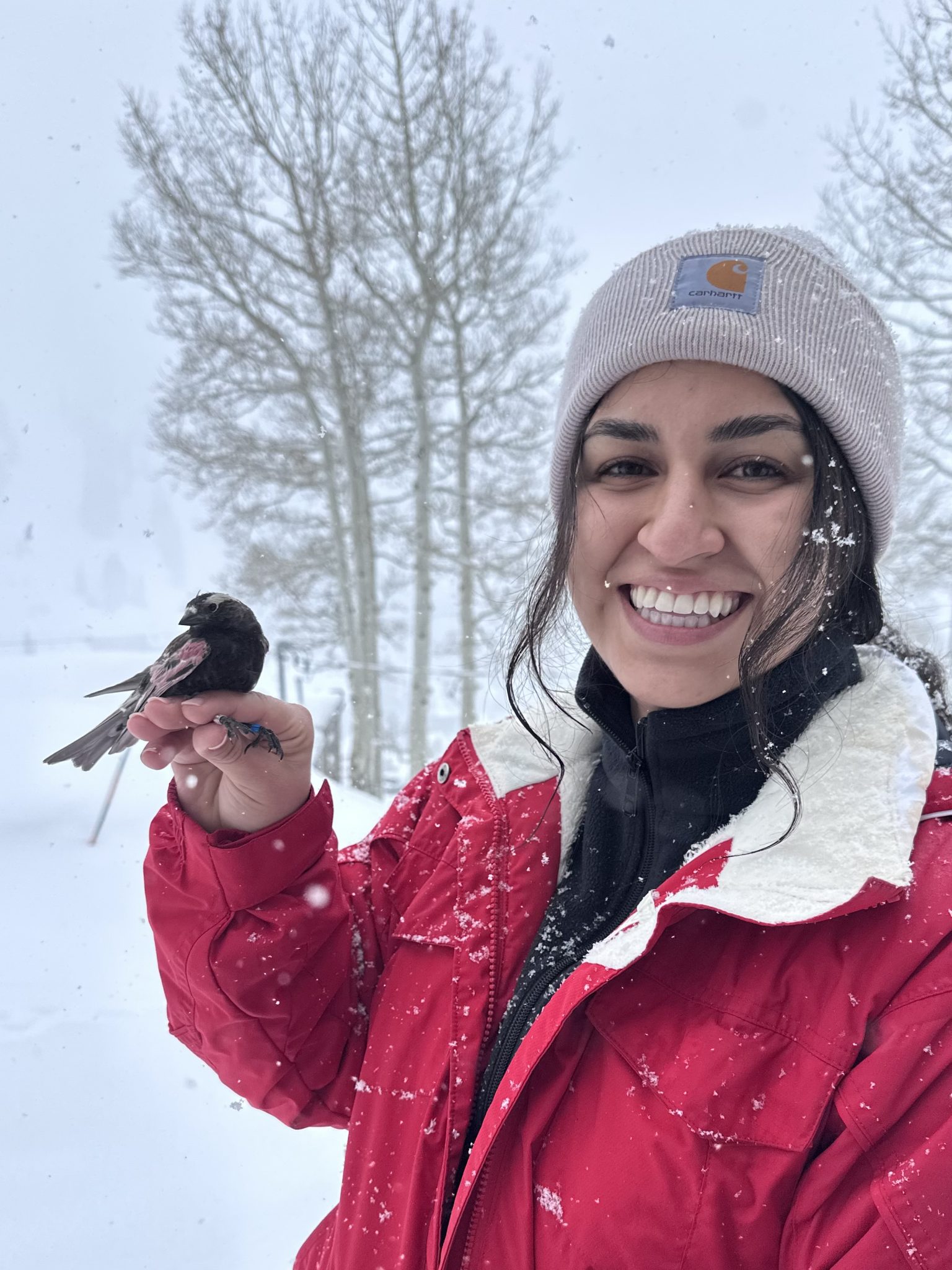 Woman holding a rosey-finch bird.