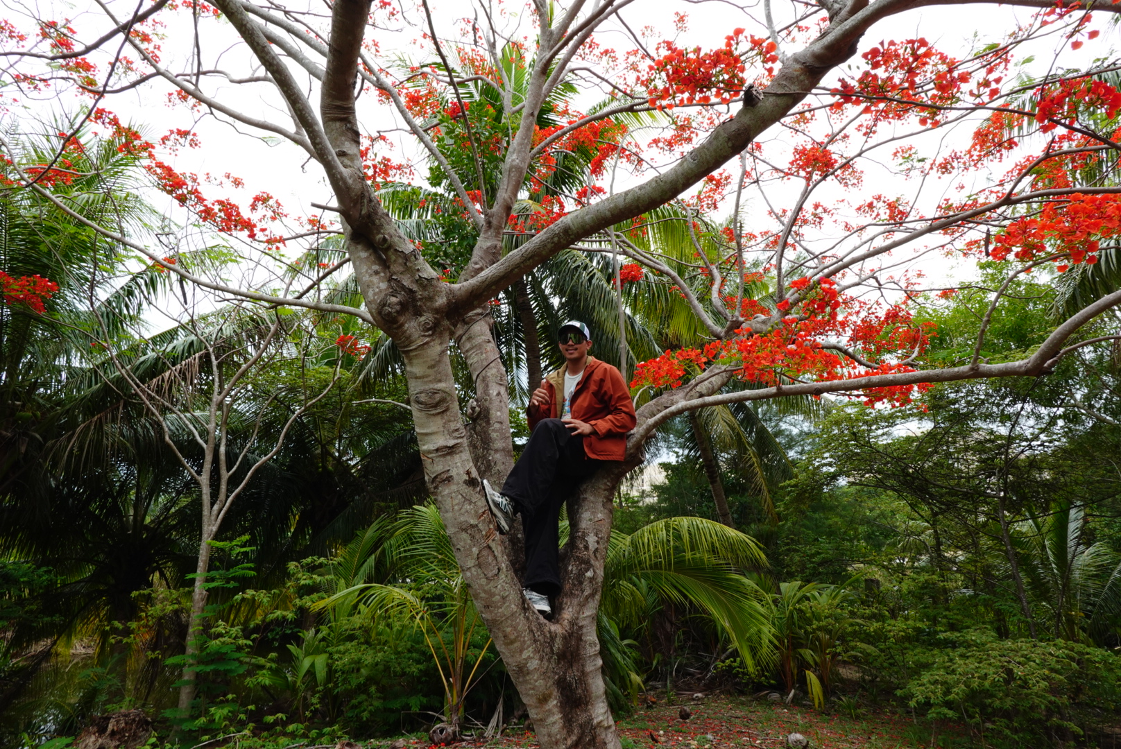 Araseae sp. Kapuas Hulu マハカム川上流域 3 Araseae sp. Kapuas Hulu
