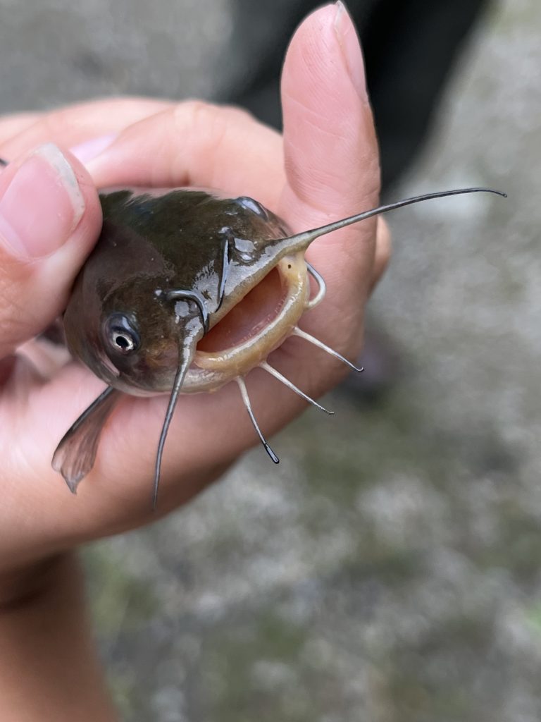 Wings, Water, and Waders: What's Been Going On So Far...