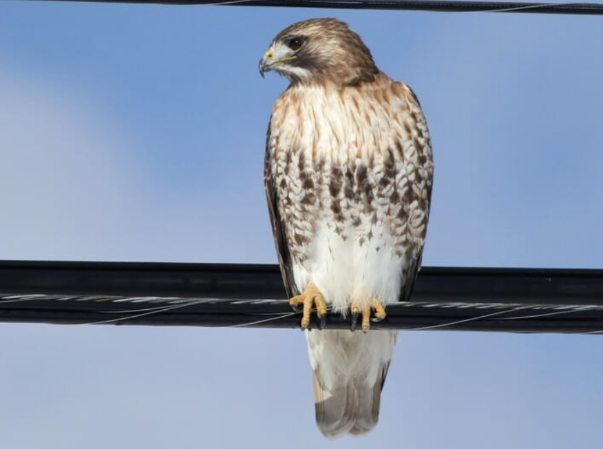 Small Utah Raptors Raptors: Big and Very Small - Environment for the Americas