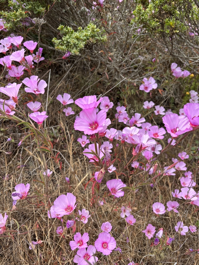 Farewell to Spring - Environment for the Americas