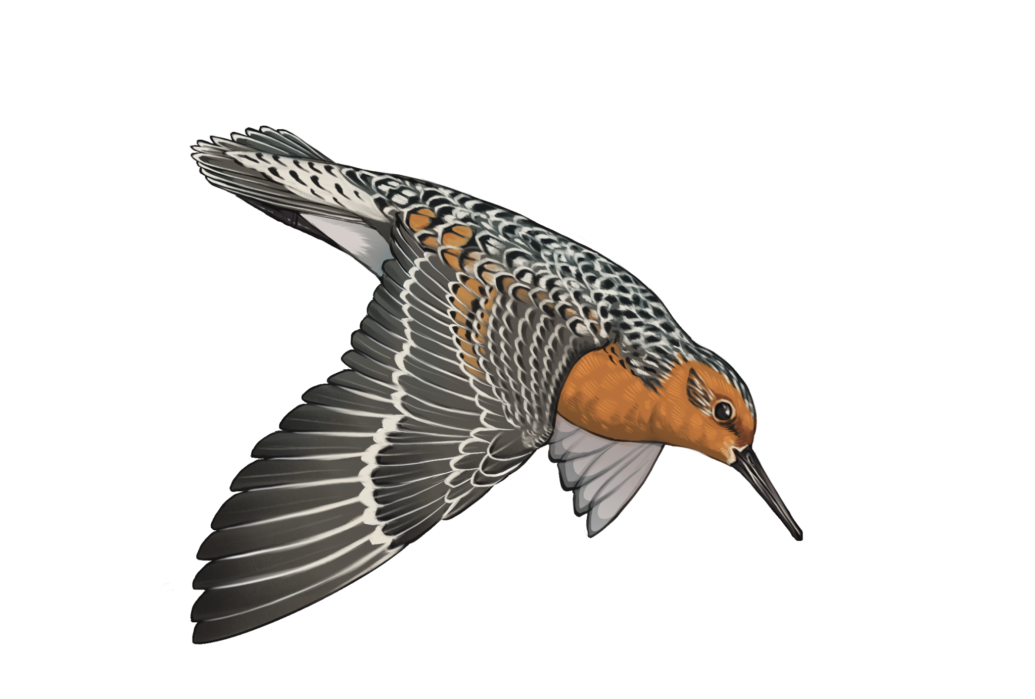 How Does Habitat Change Affect Bird Wings: Surprising Adaptations Revealed