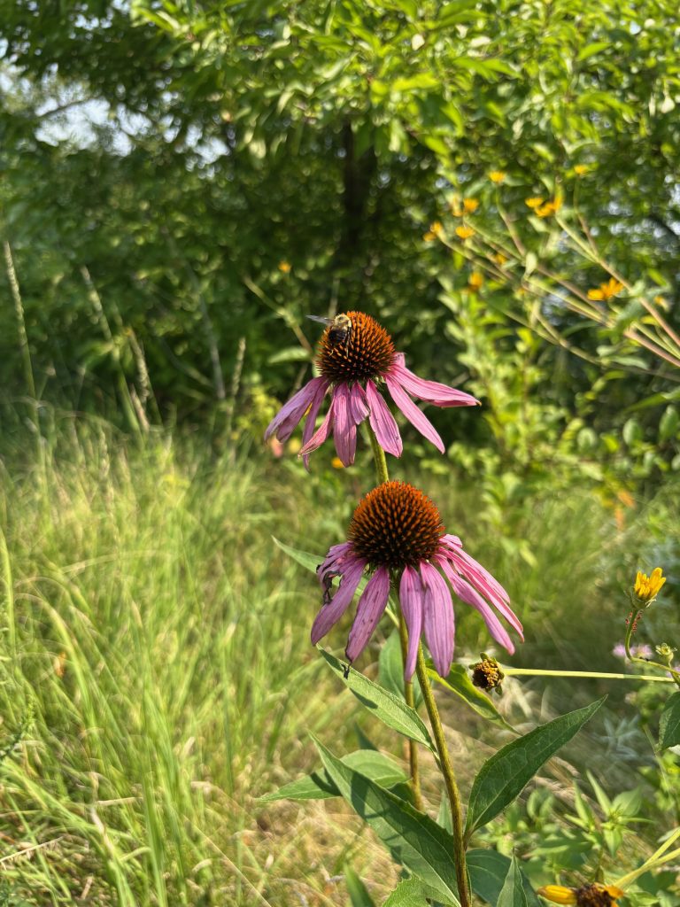 Brown belted bumble bee on coneflower