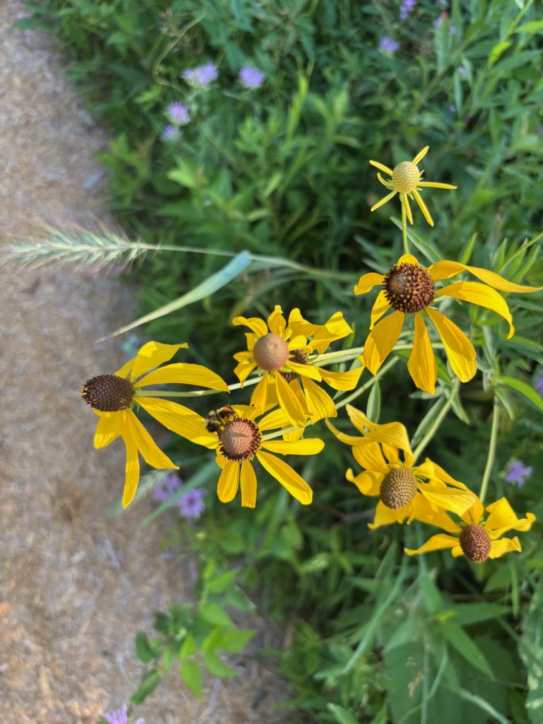 Red belted bumble bee on bald-headed coneflower