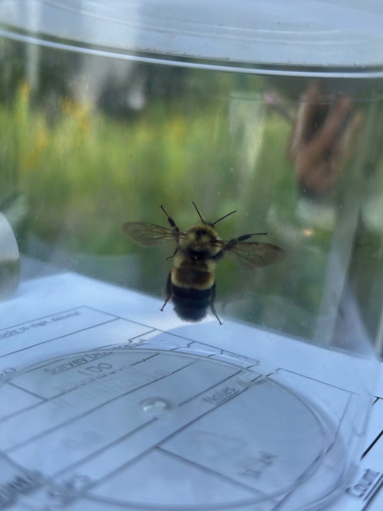 rusty patched bumble bee in a collection jar