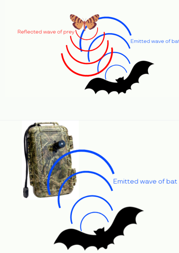 My Project: Bat Intern in Action! - Environment for the Americas