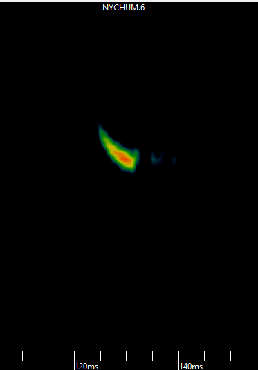 Bat Acoustic Data Analysis: My Favorite Part - Environment for the Americas