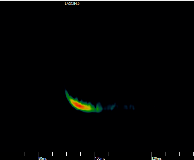Bat Acoustic Data Analysis: My Favorite Part - Environment for the Americas