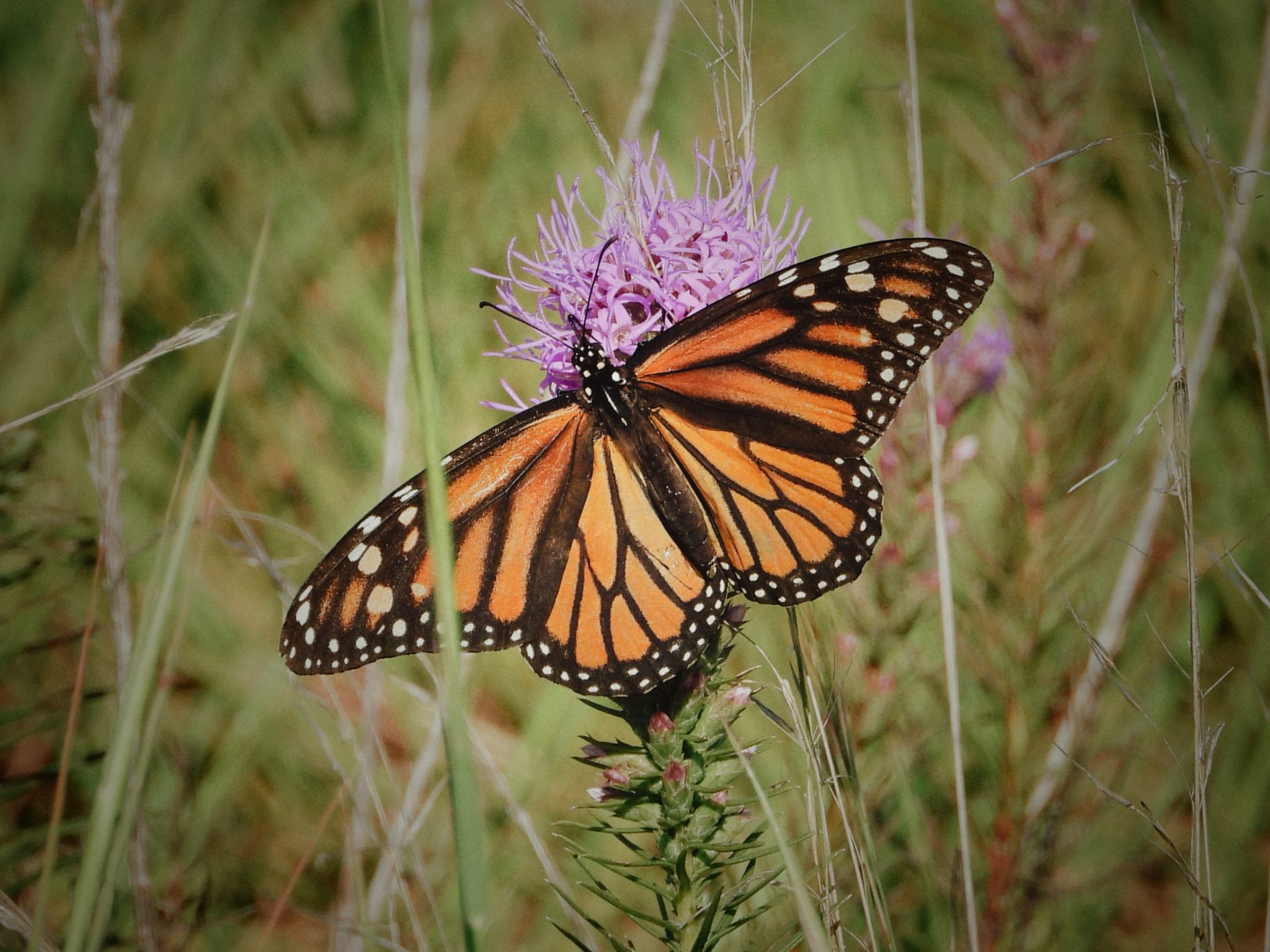 Fall Monarch Surveys at Fort Hood - Environment for the Americas