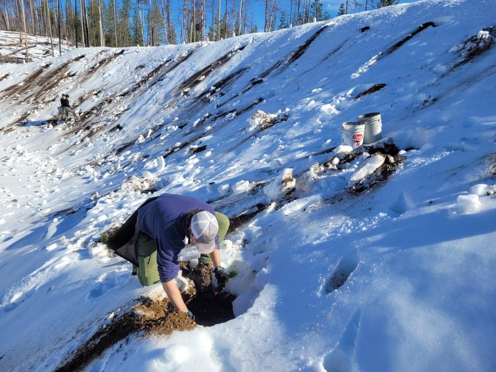 Your intrepid resource assistant planting trees