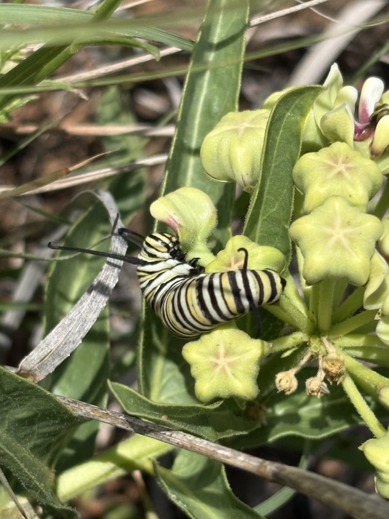 5th instar on antelopehorn MW
