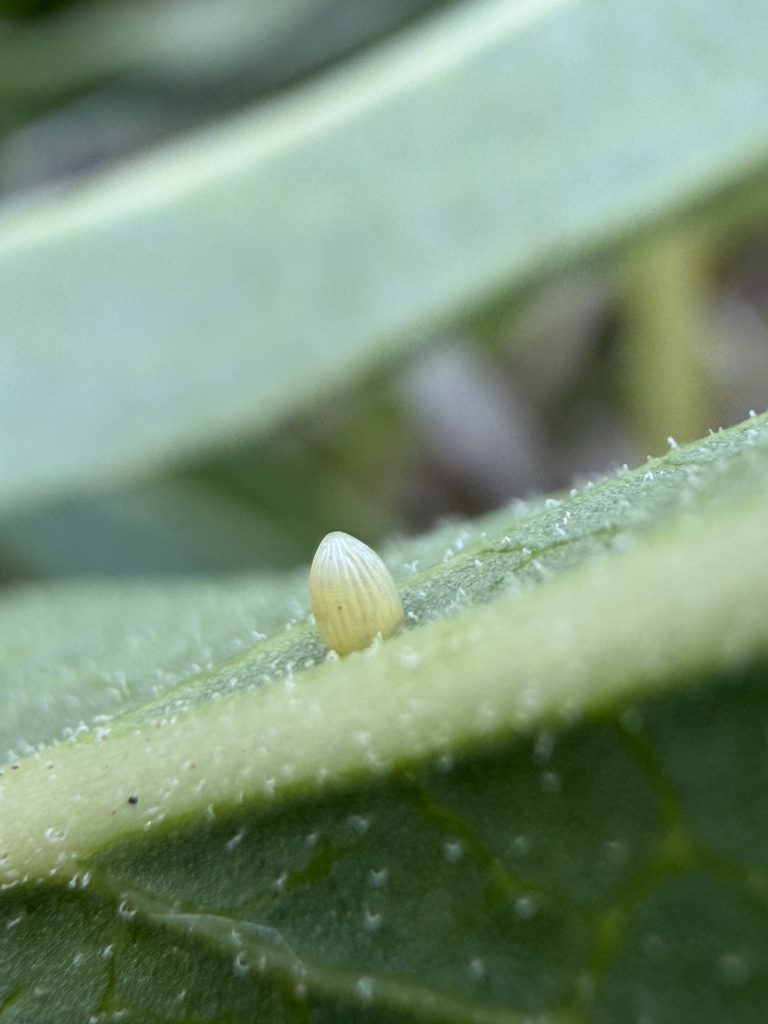 Monarch Egg