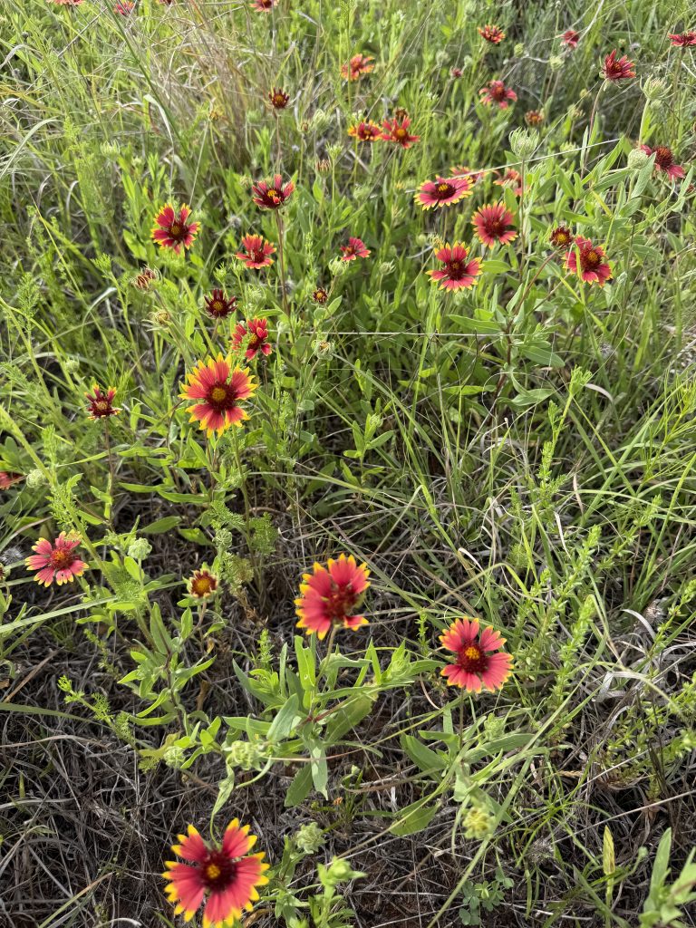 Indian Blanket