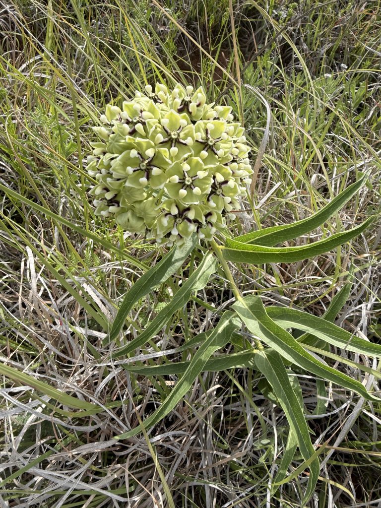 Antelopehorn Milkweed