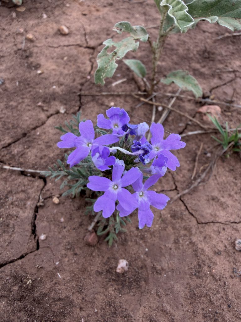 Dakota Mock Vervain