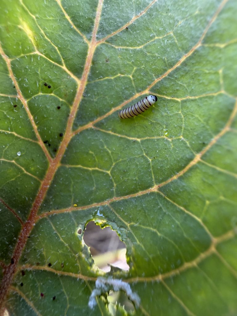 1st Instar