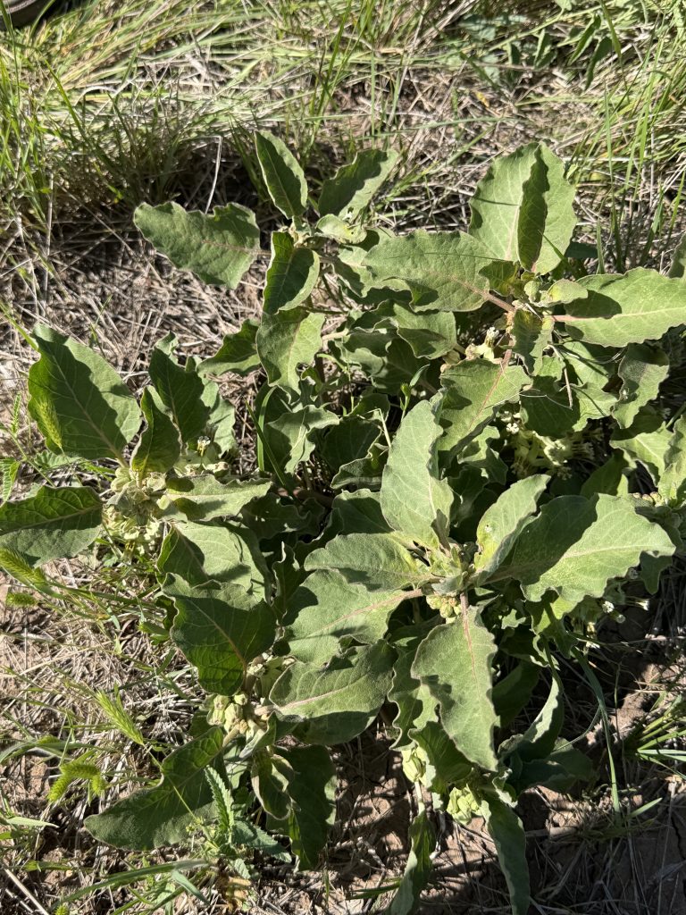 Zizotes Milkweed
