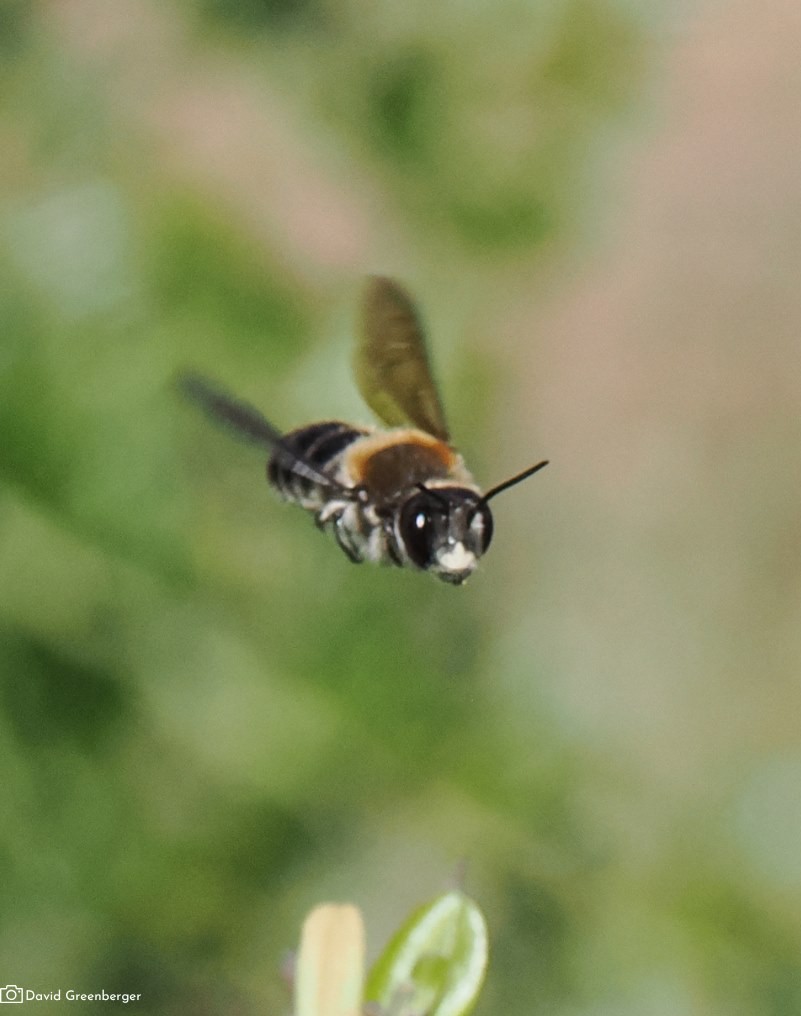 Trachusa Bee Meet Trachusa gummifera, Mount Tamalpais’ cutest native leaf-cutter bee ...