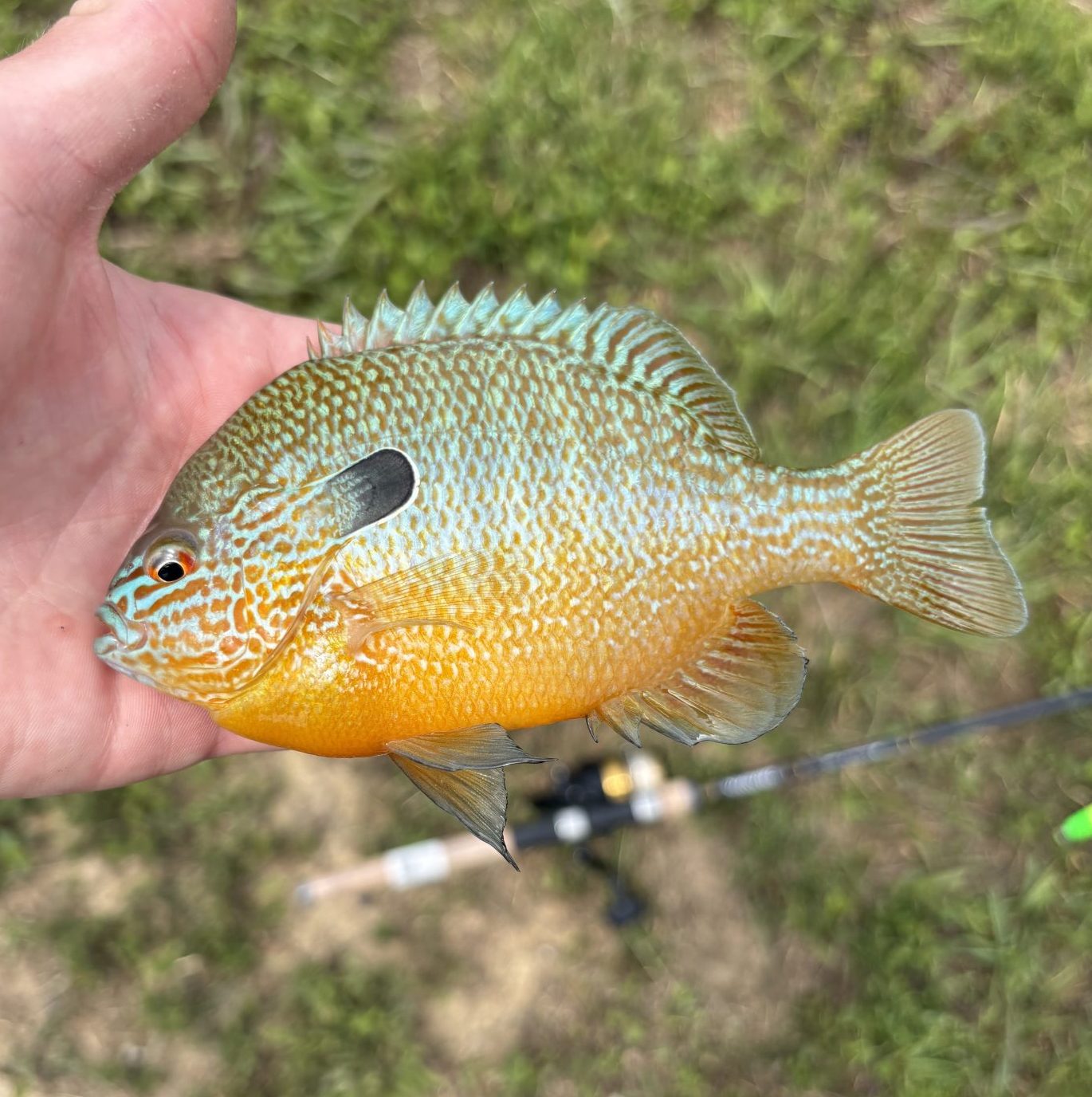 Longear sunfish